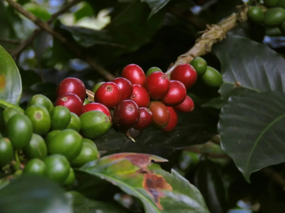 Cerezas de café madurando en la planta